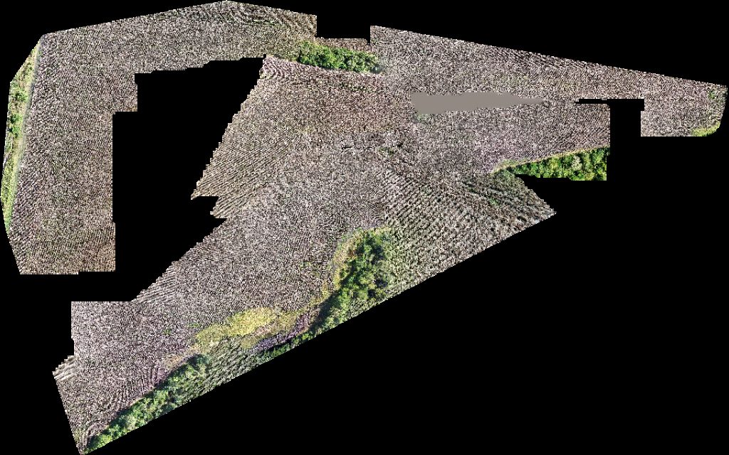 Santa Catalina Feed Lot El timbo