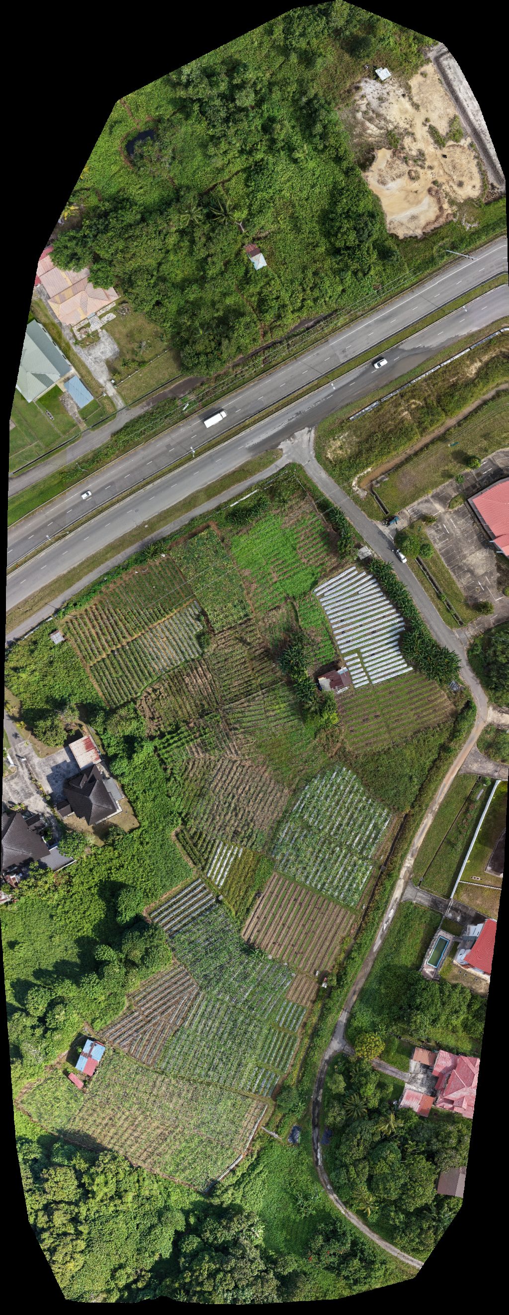 Lumut Tamu Mister Friday