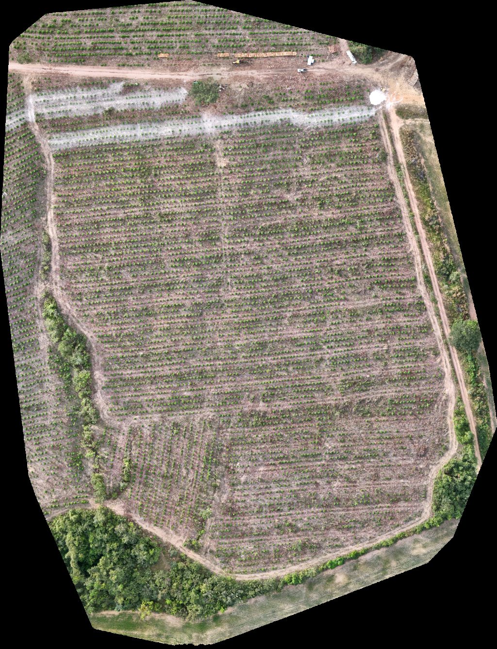 Fazenda Bela Vista VP ECOPLANALTO FLORESTAMENTO
