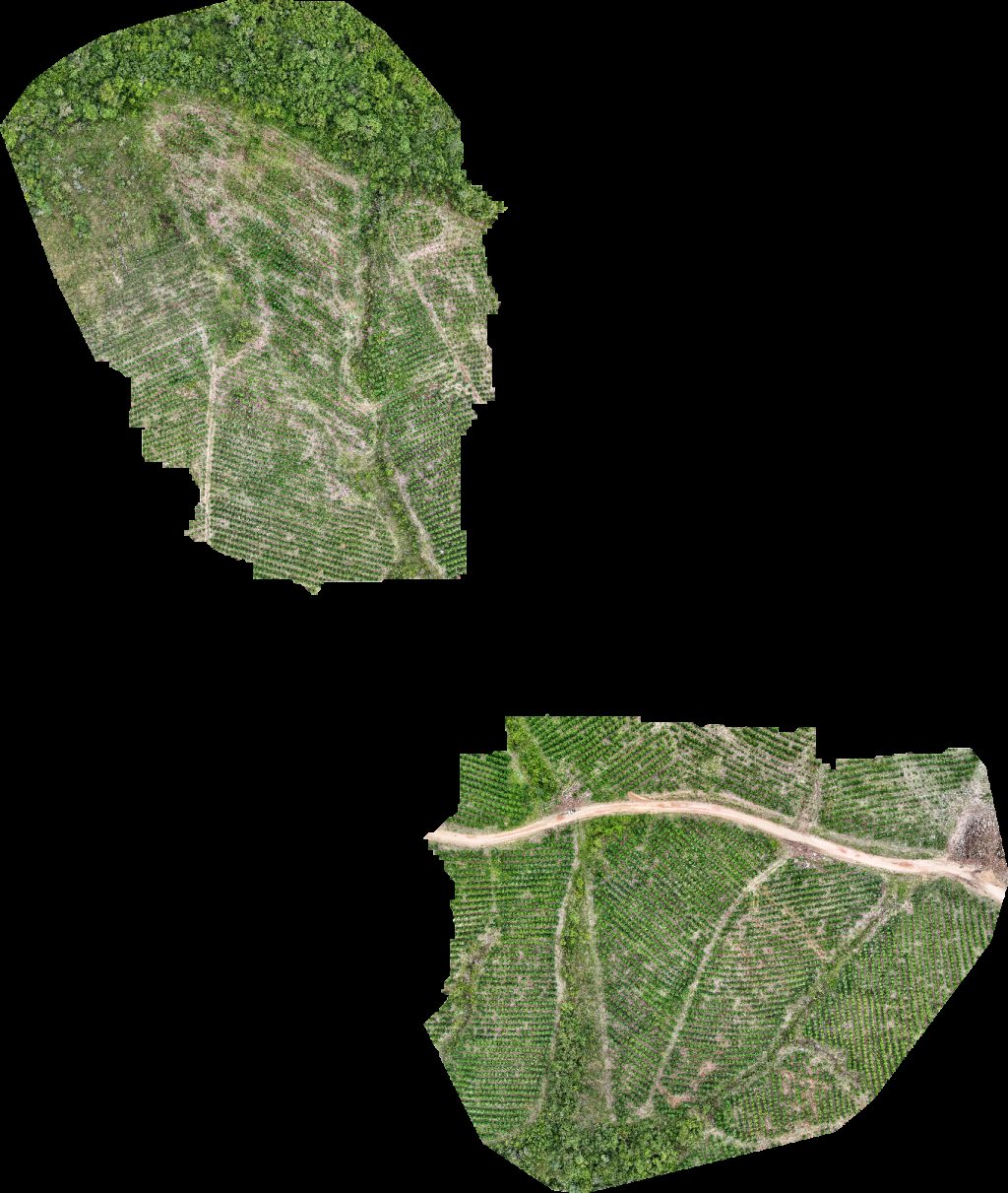 VP ECOPLANALTO FLORESTAMENTO Fazenda Bela Vista