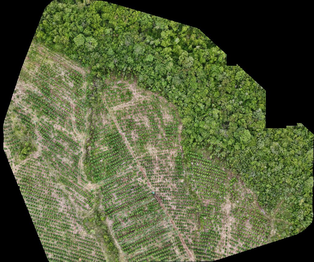 VP ECOPLANALTO FLORESTAMENTO Fazenda Bela Vista