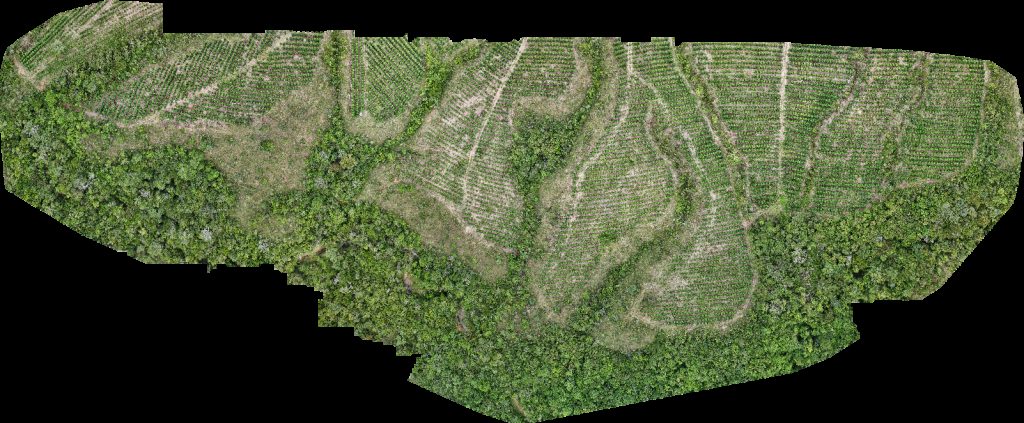 VP ECOPLANALTO FLORESTAMENTO Fazenda Bela Vista