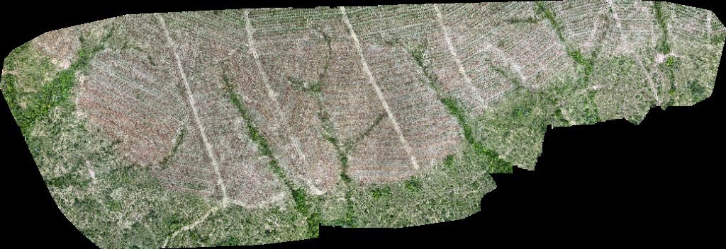 VP ECOPLANALTO FLORESTAMENTO Fazenda Bela Vista