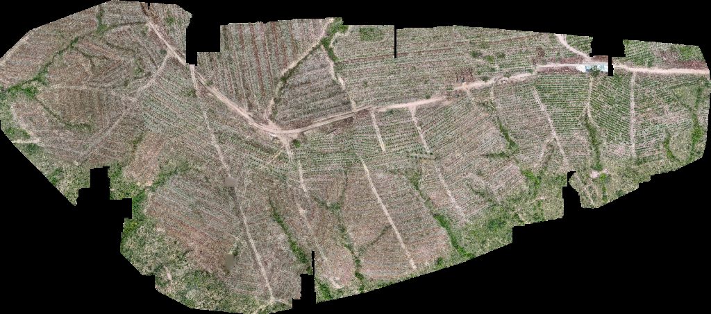 VP ECOPLANALTO FLORESTAMENTO Fazenda Bela Vista