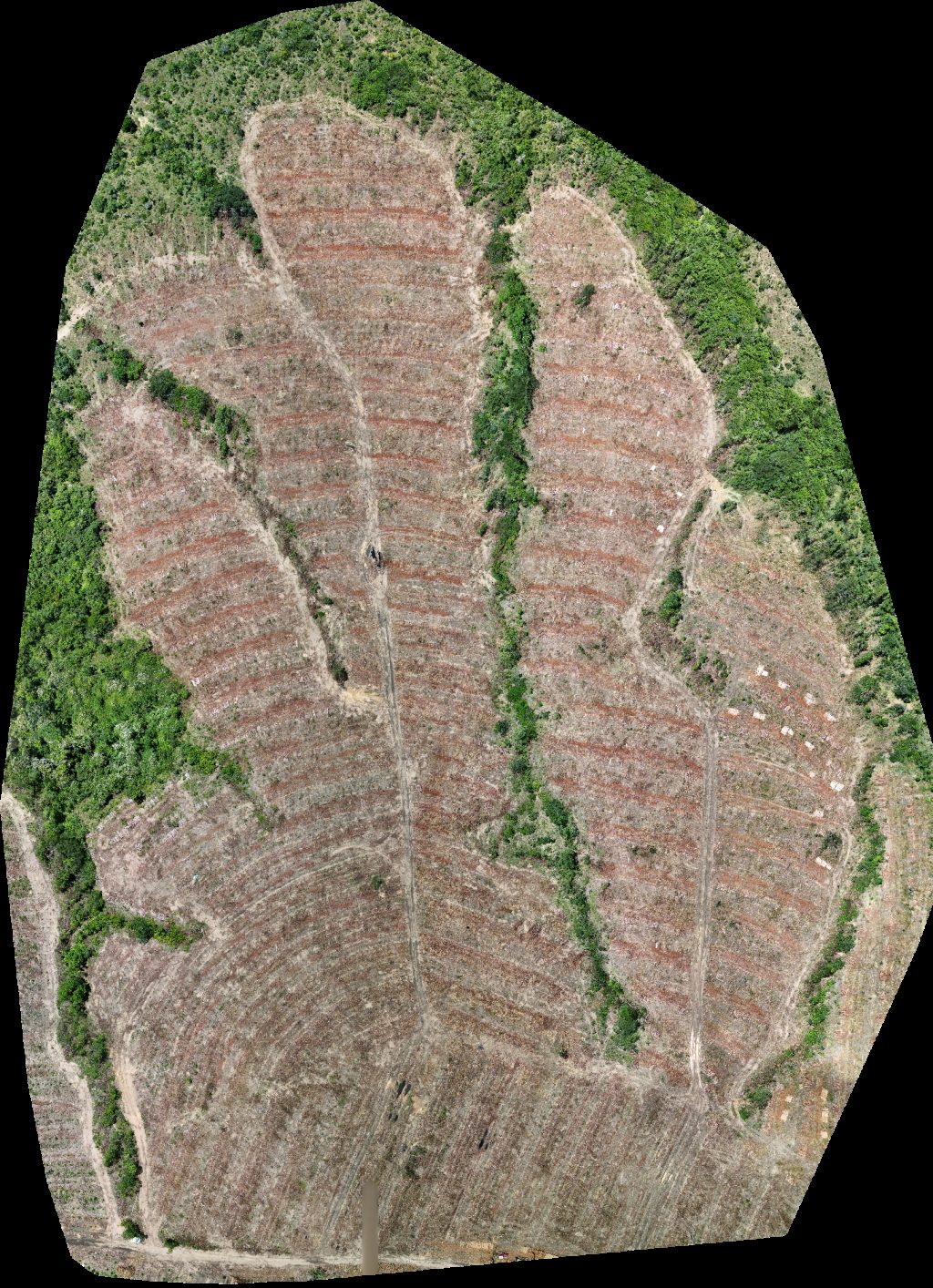 VP ECOPLANALTO FLORESTAMENTO Fazenda Bela Vista