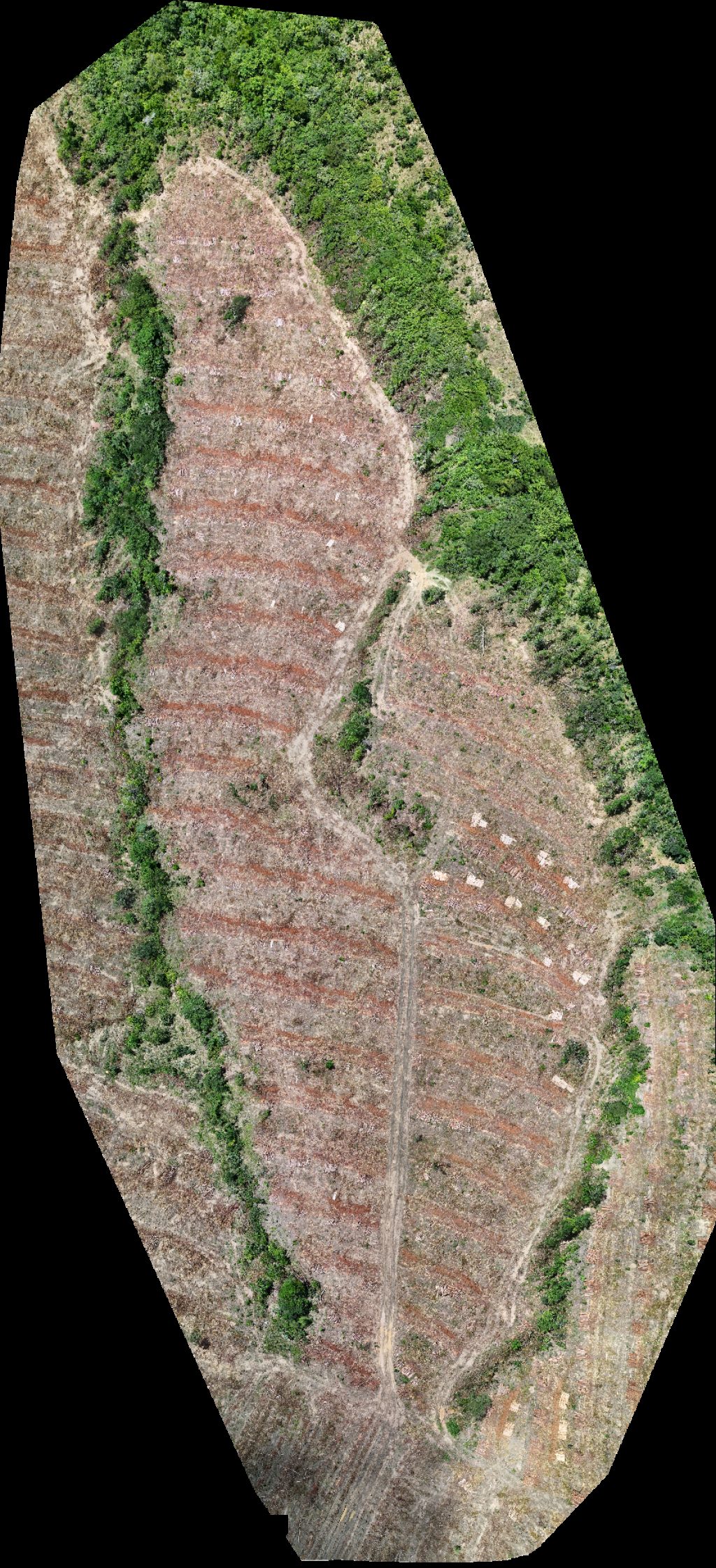 VP ECOPLANALTO FLORESTAMENTO Fazenda Bela Vista