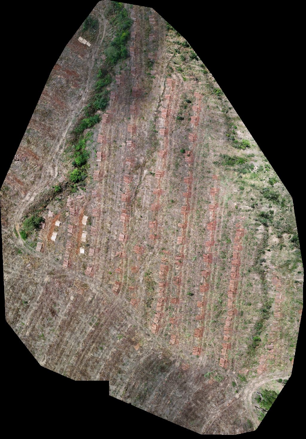 VP ECOPLANALTO FLORESTAMENTO Fazenda Bela Vista