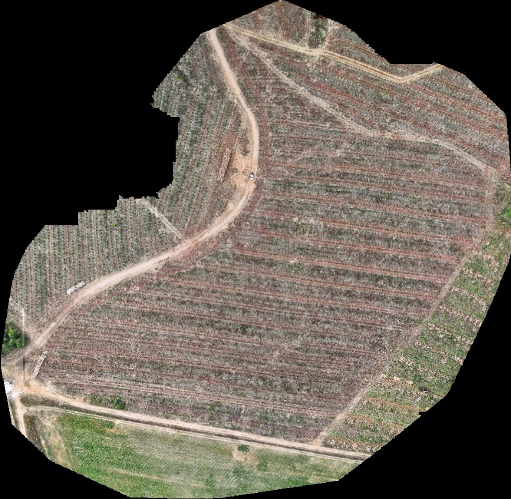 VP ECOPLANALTO FLORESTAMENTO Fazenda Bela Vista