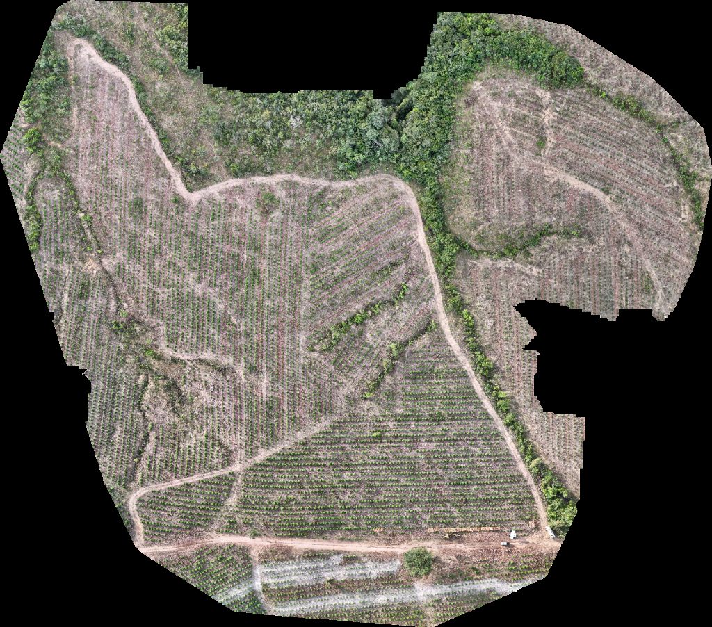 VP ECOPLANALTO FLORESTAMENTO Fazenda Bela Vista