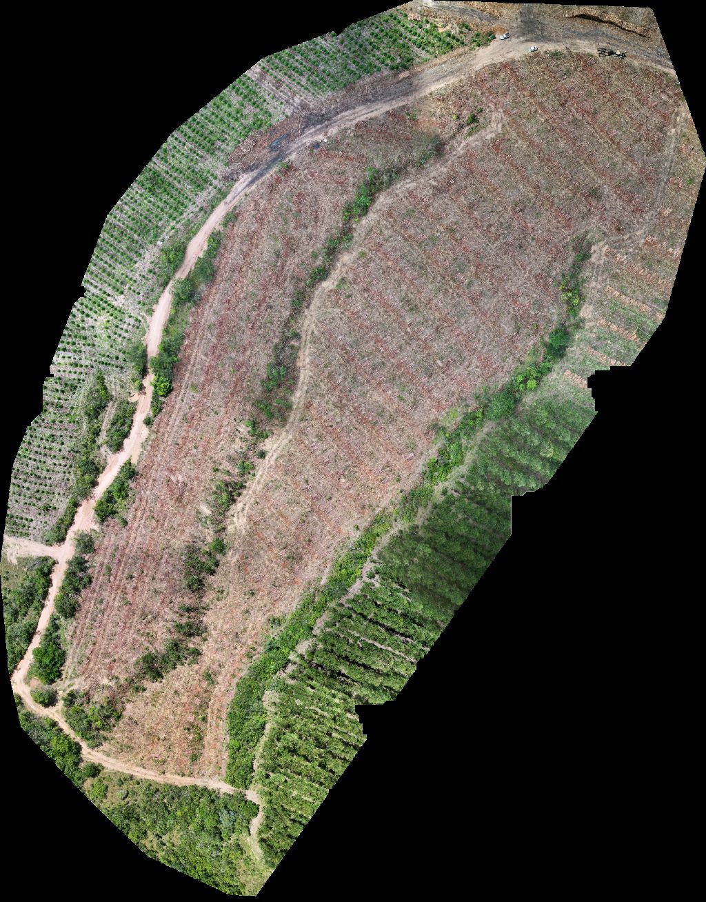 Fazenda Bela Vista VP ECOPLANALTO FLORESTAMENTO