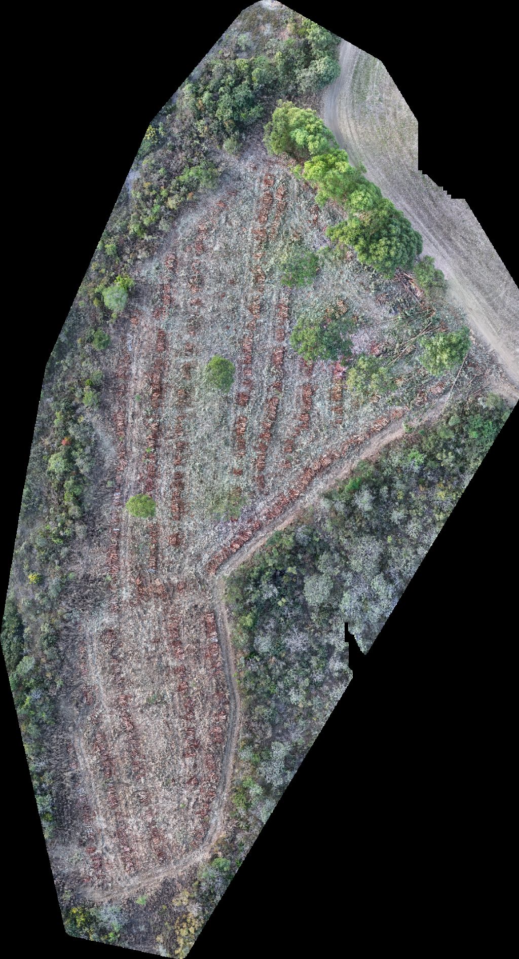 Fazenda Maringá Agropecuária Rampelotti Mariceu