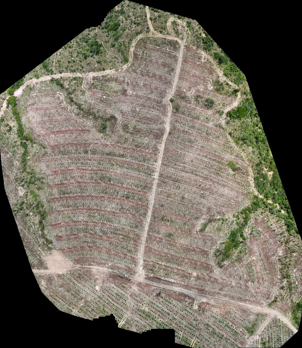 VP ECOPLANALTO FLORESTAMENTO Fazenda Bela Vista