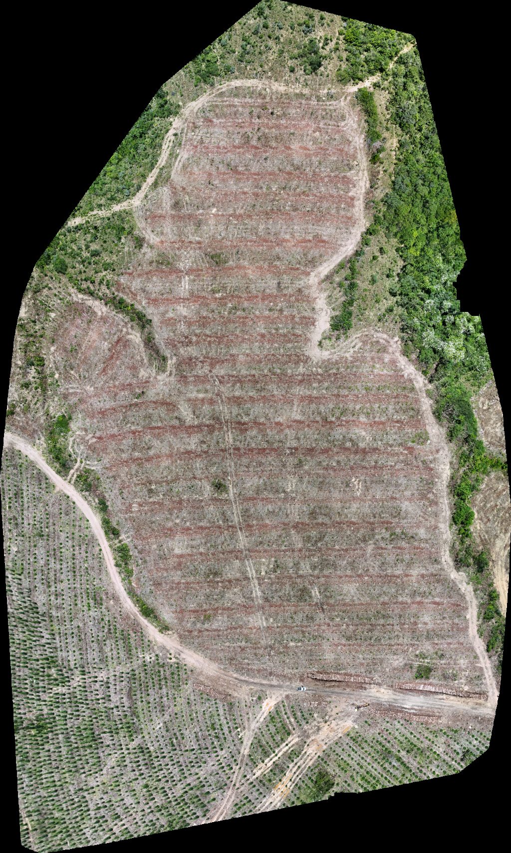 VP ECOPLANALTO FLORESTAMENTO Fazenda Bela Vista