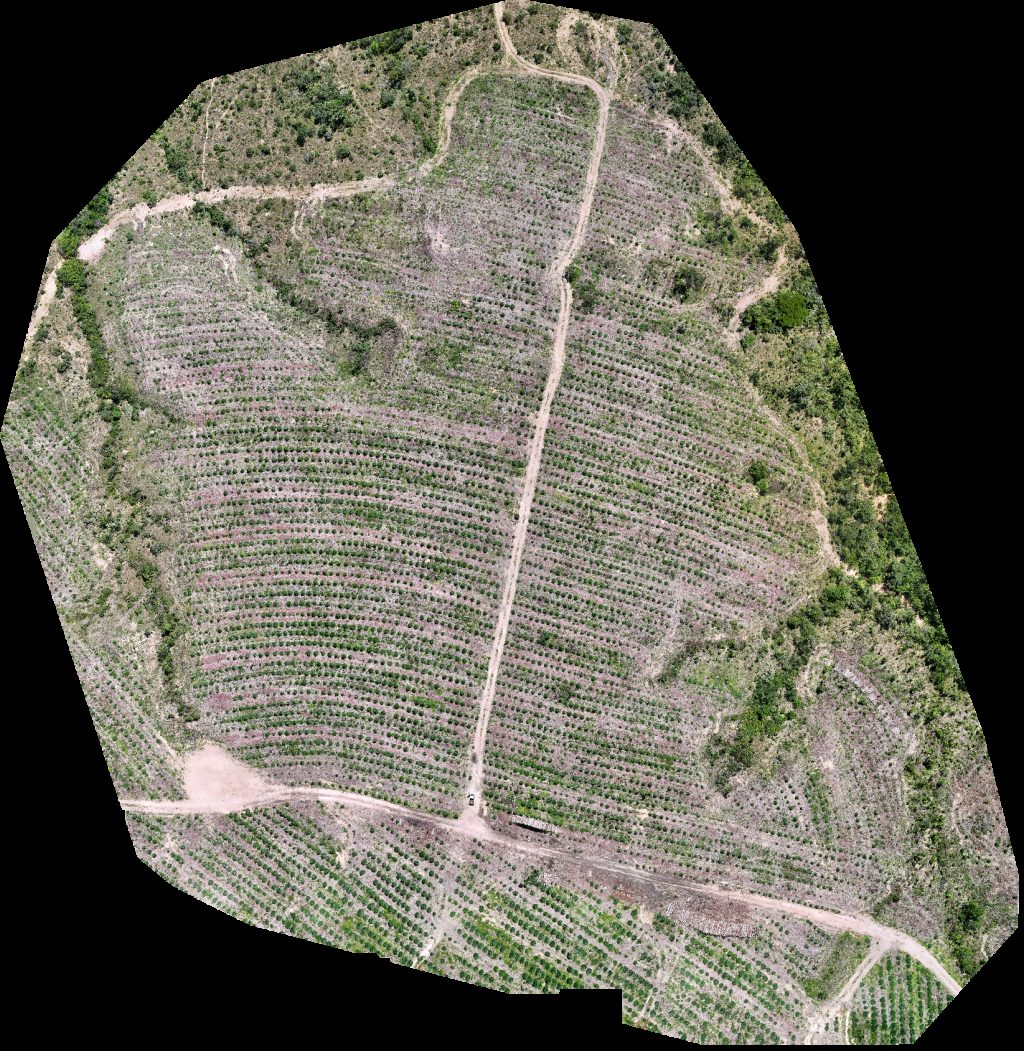 VP ECOPLANALTO FLORESTAMENTO Fazenda Bela Vista