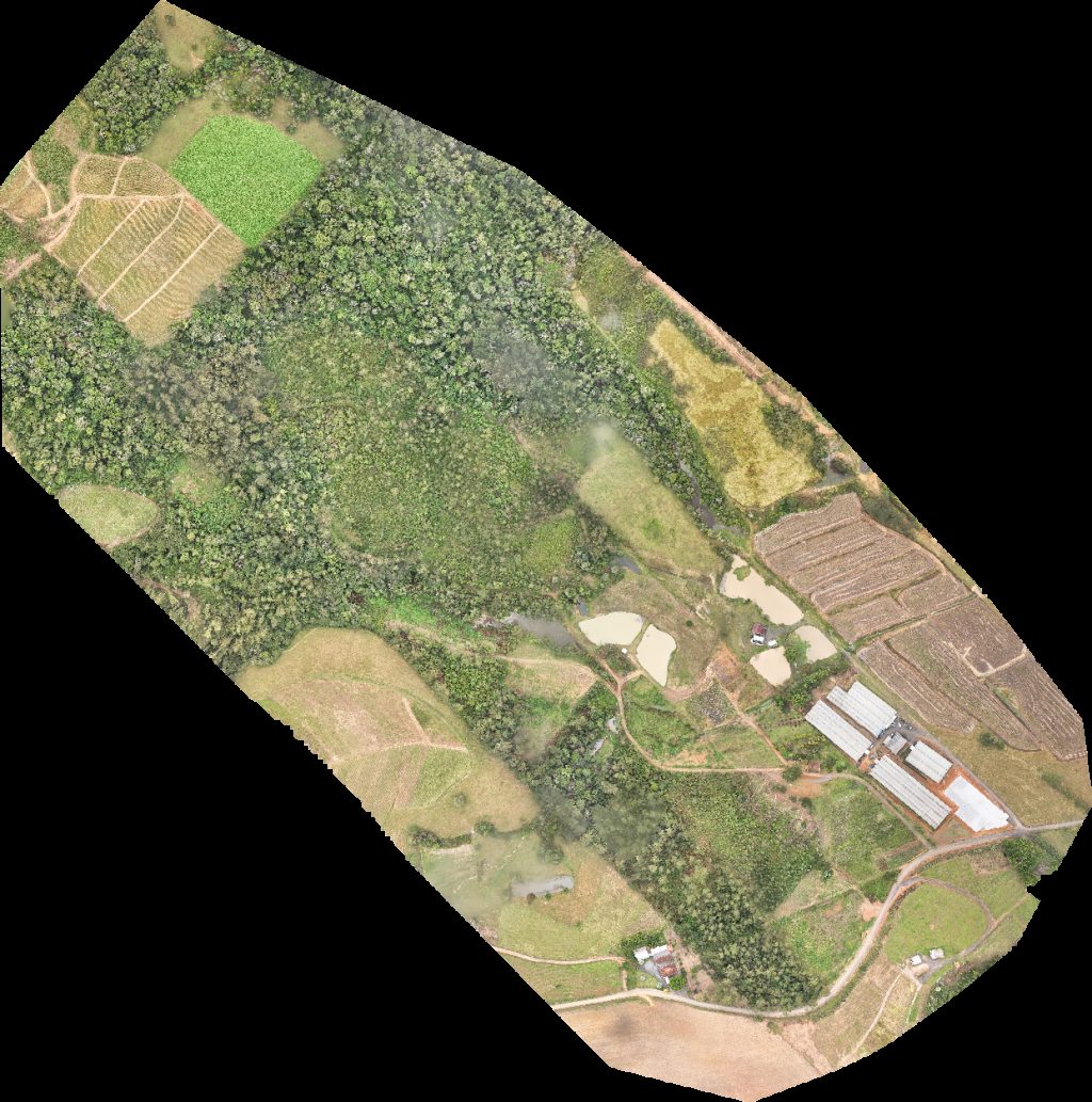 Aipim Tradição UNI PLANT