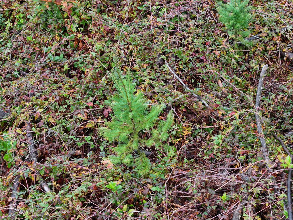 Green Trail Loon Lake Research Education Centre