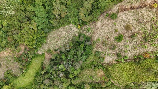 Hospedaje miraflores Finca La Palma