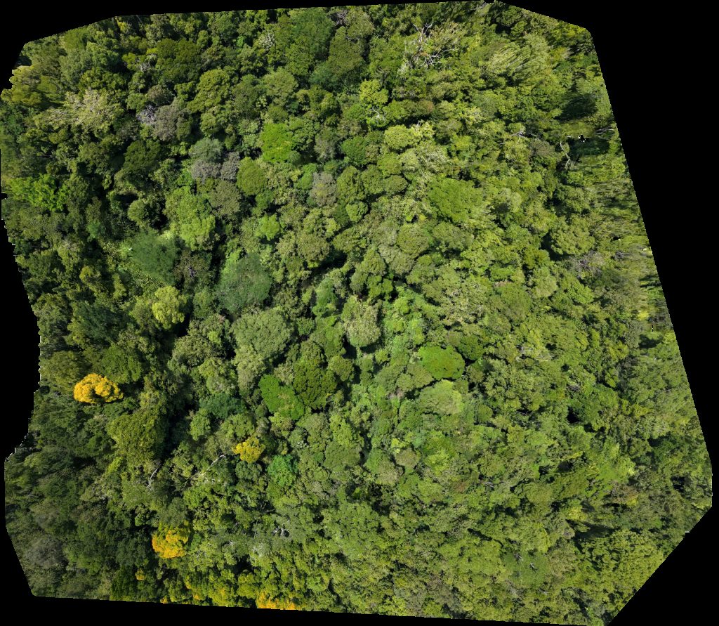 Reserva Natural Río Nuevo Finca Rana Verde
