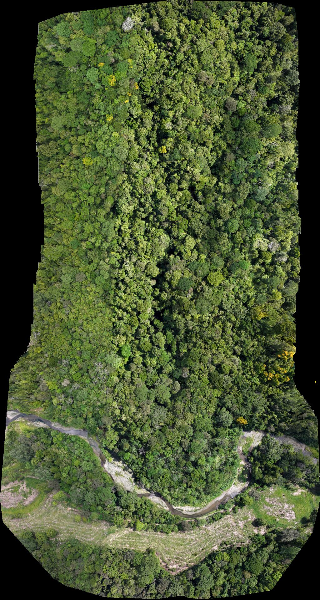 Reserva Natural Río Nuevo Finca Rana Verde
