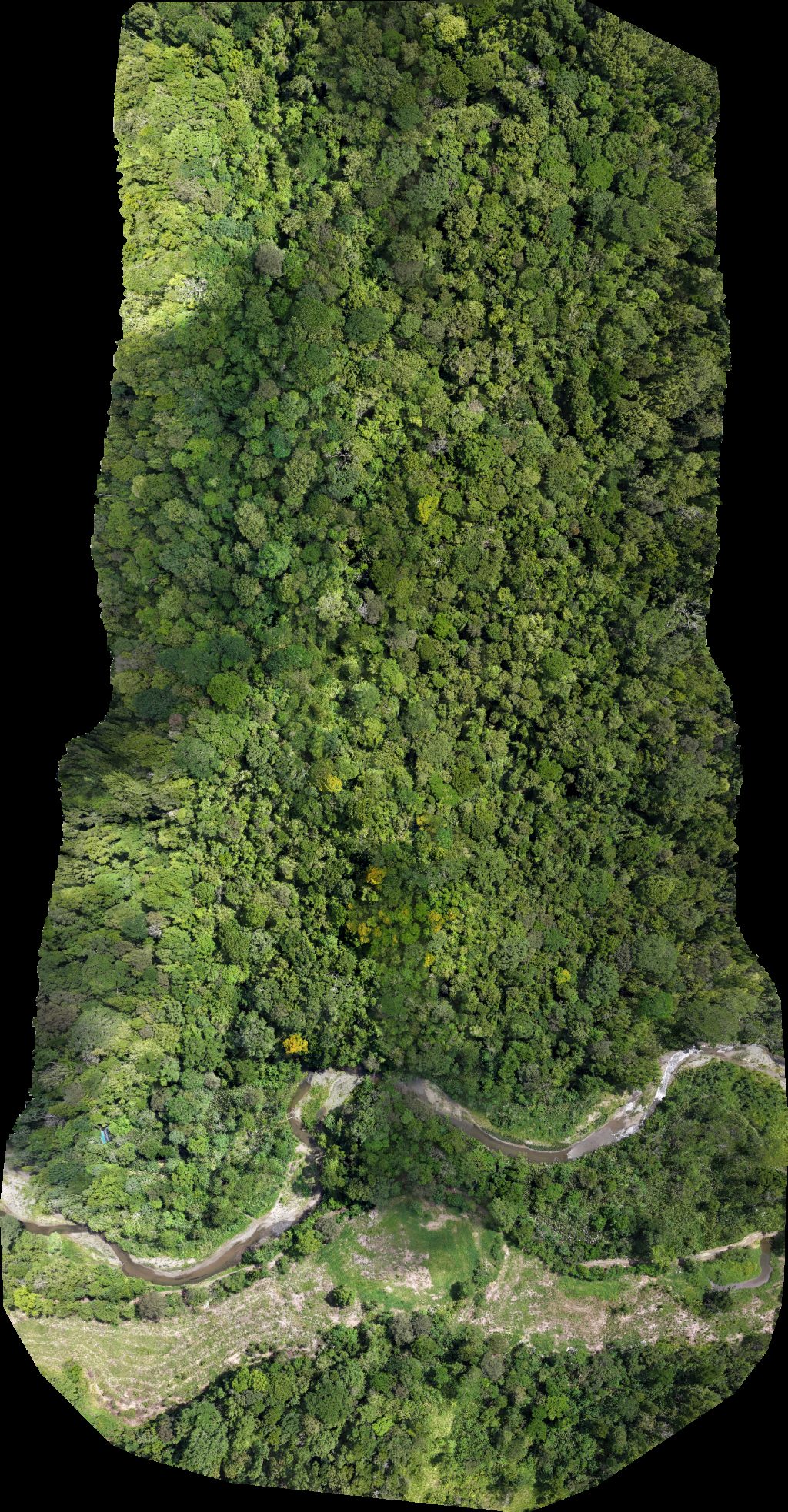 Reserva Natural Río Nuevo Finca Rana Verde