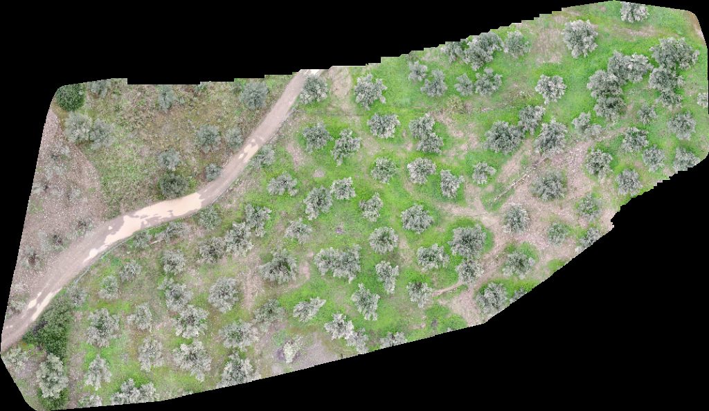 Yiouli s Estate Oliven Plantagen Dimos Harbis Physi Naturprodukte