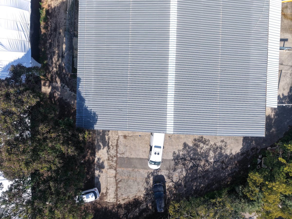 פטריות ינוב א פורמן ברזל