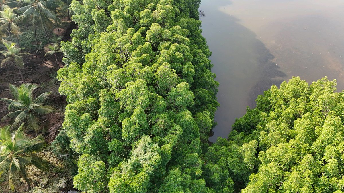 Talapady Cricket Ground Chekki Mangrove Spot