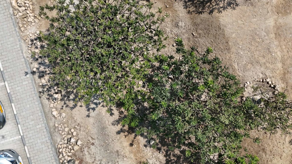 Al Baleed Archaeological Site Archeological Park