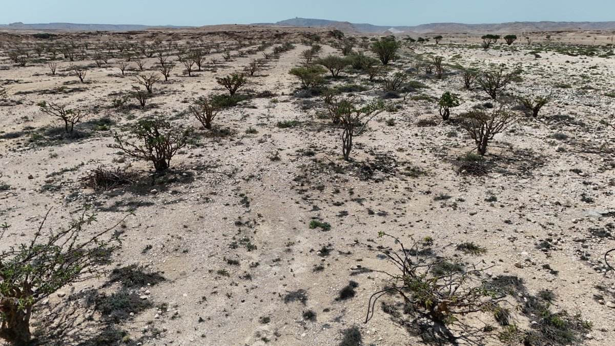 Natural Park of Frankincense Tree Wadi Dawkah