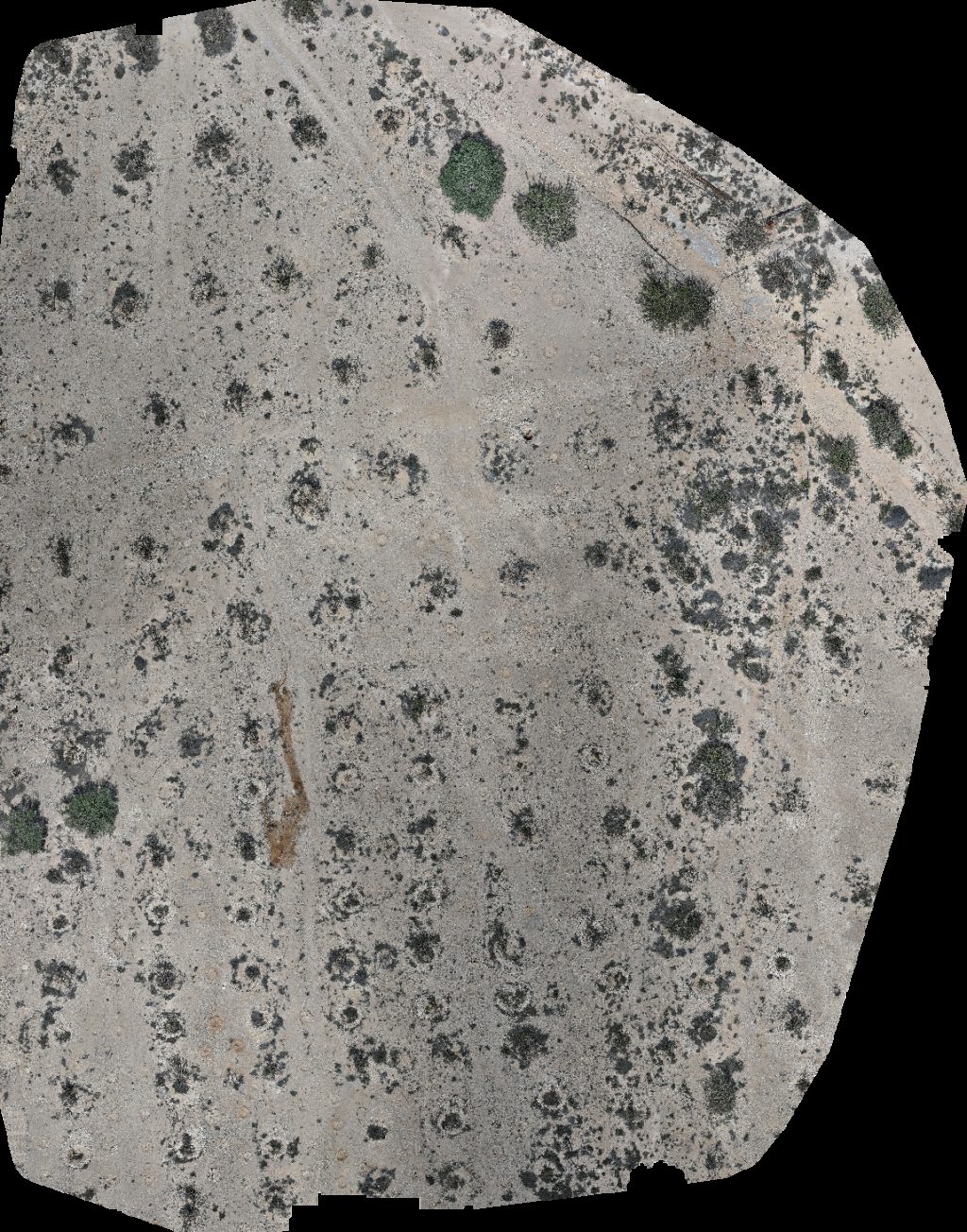 Natural Park of Frankincense Tree Wadi Dawkah