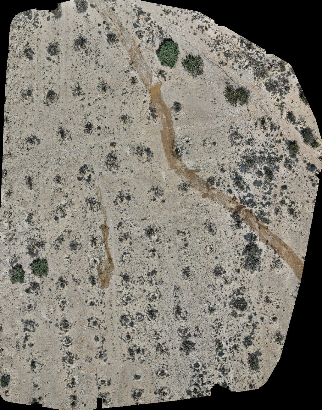 Natural Park of Frankincense Tree Wadi Dawkah