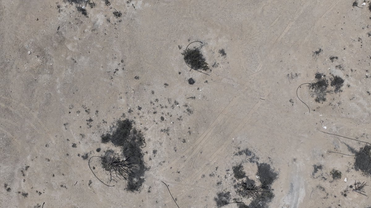 Wadi Dawkah Natural Park of Frankincense Tree