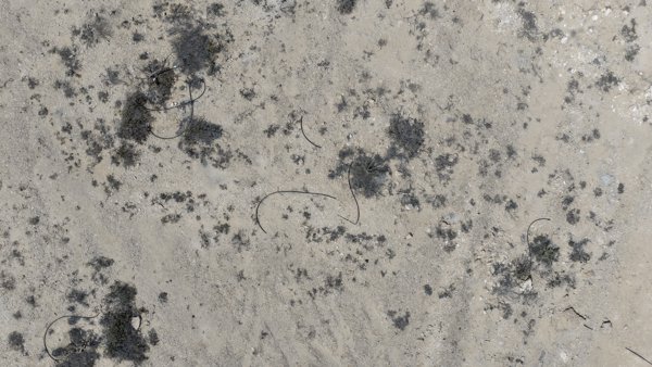 Wadi Dawkah Natural Park of Frankincense Tree