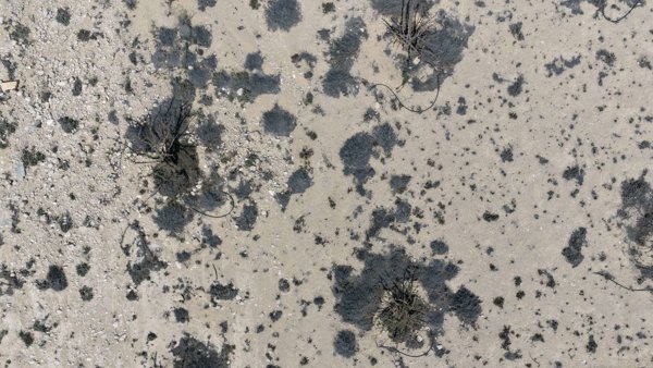 Wadi Dawkah Natural Park of Frankincense Tree