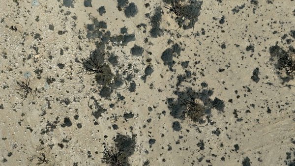 Wadi Dawkah Natural Park of Frankincense Tree