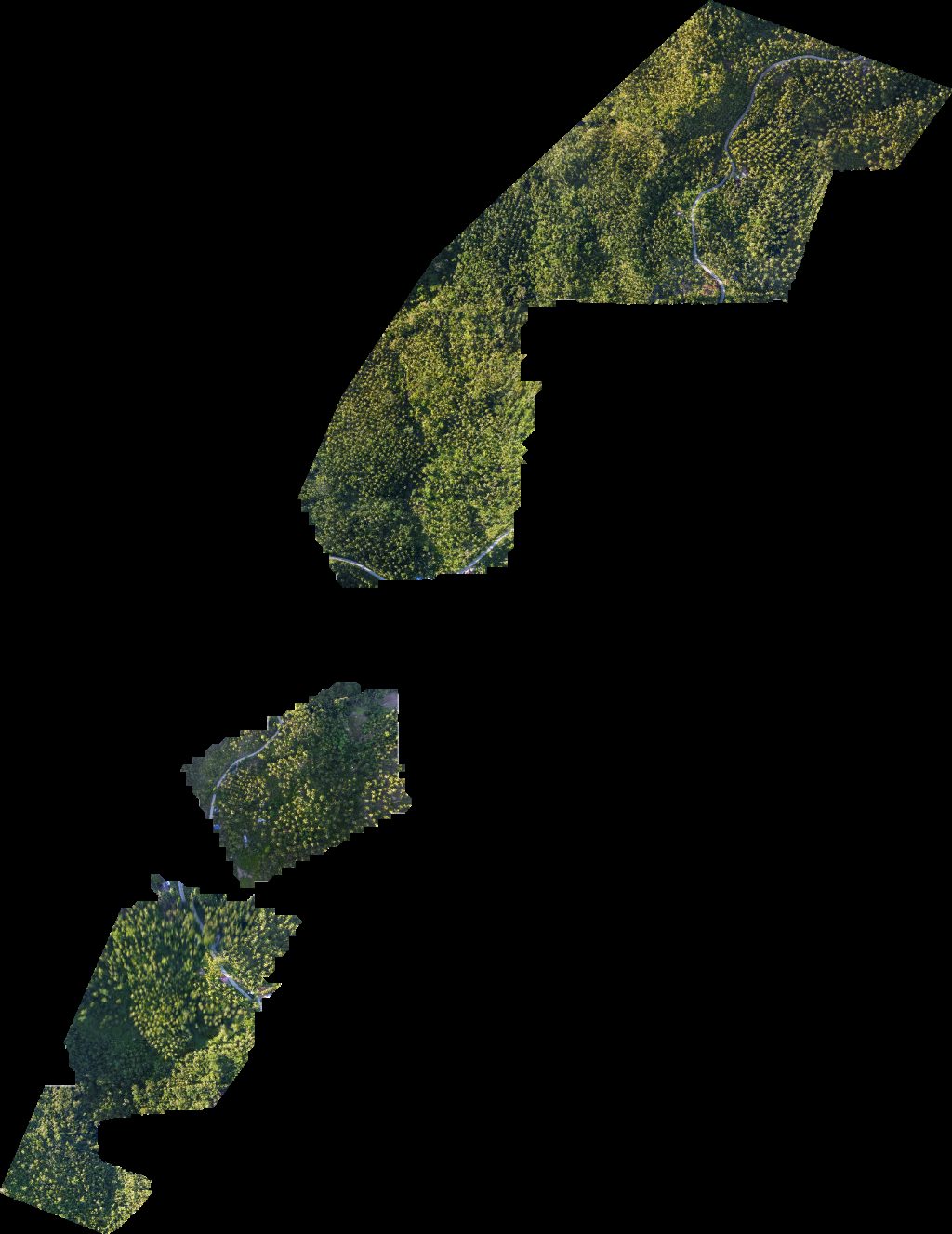 EduStencil Jeneca Gollena
