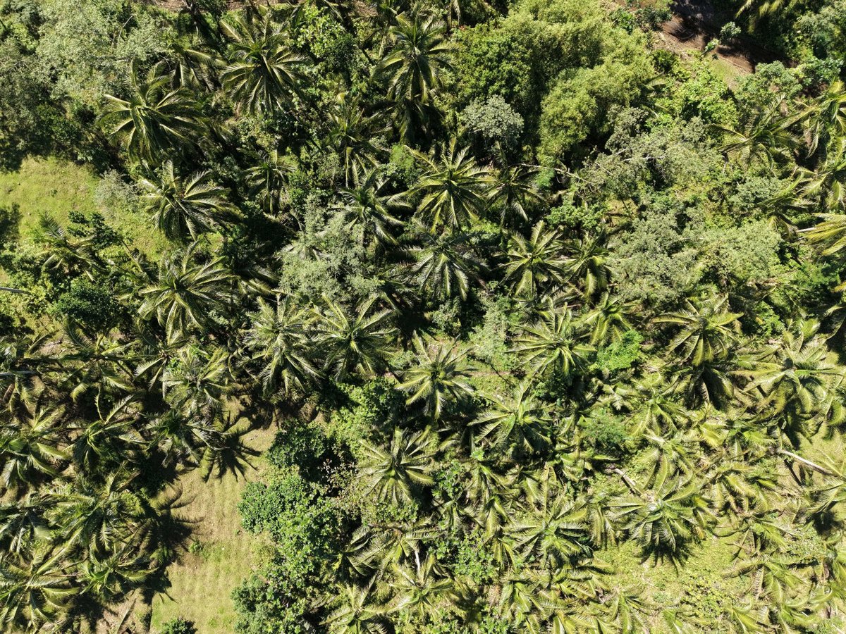 Basagan Abaca Nursery Tres Hermano Backyard