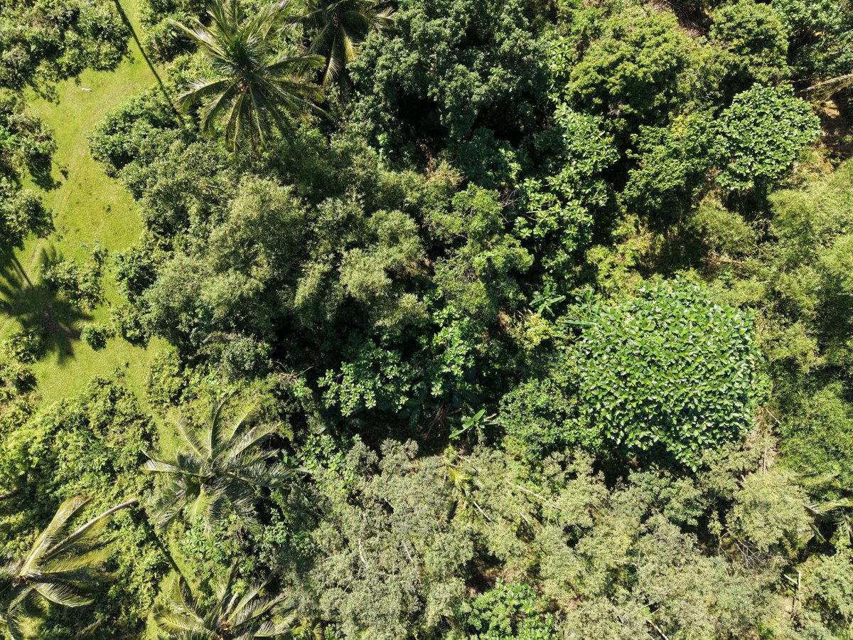 Basagan Abaca Nursery Tres Hermano Backyard