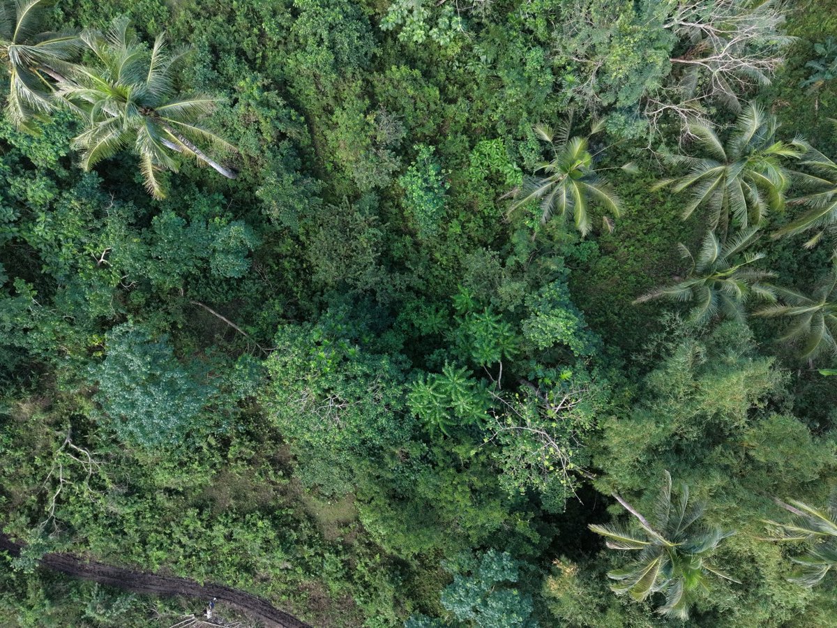 Tres Hermano Backyard Basagan Abaca Nursery