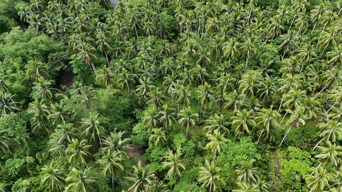 Sagmaw Feeds Supply Glen s Turmeric and Food Products