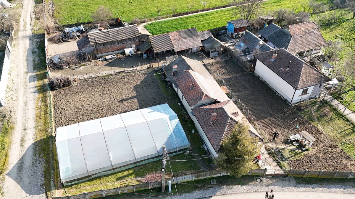 Pofticioșii Food More Market Glod