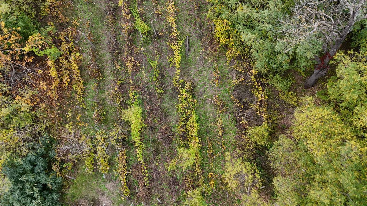 Trei Fantani Church and central cemetery