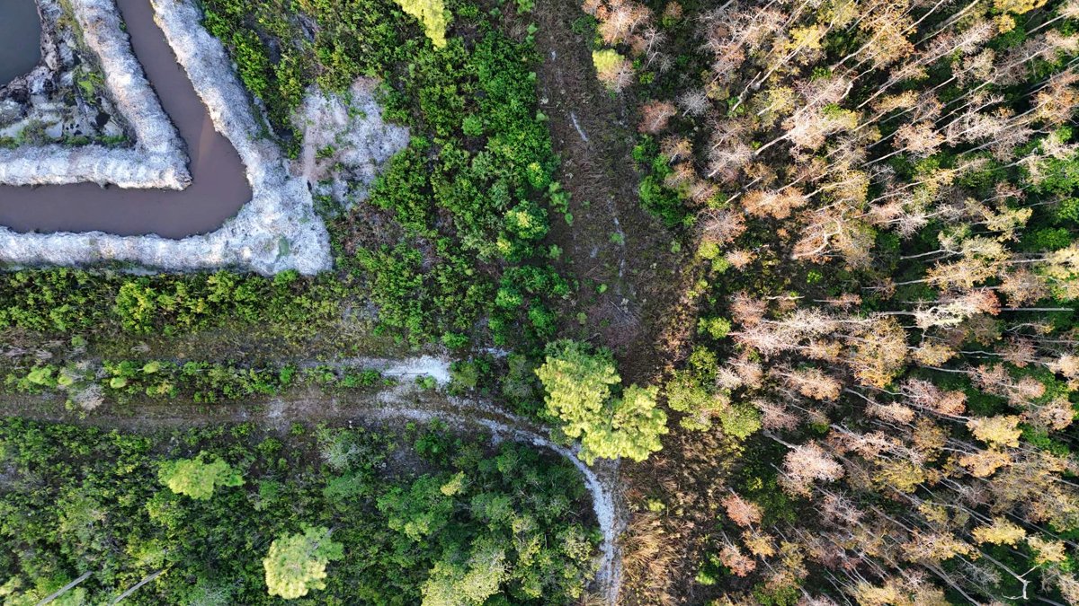 Honey Bee Borrow Pit Nazeeka Baksh