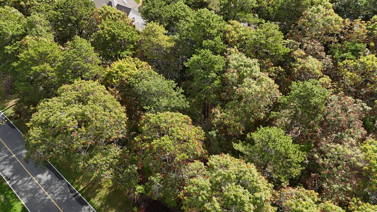 Lily s Candle Collection Deer Crossing Condominiums