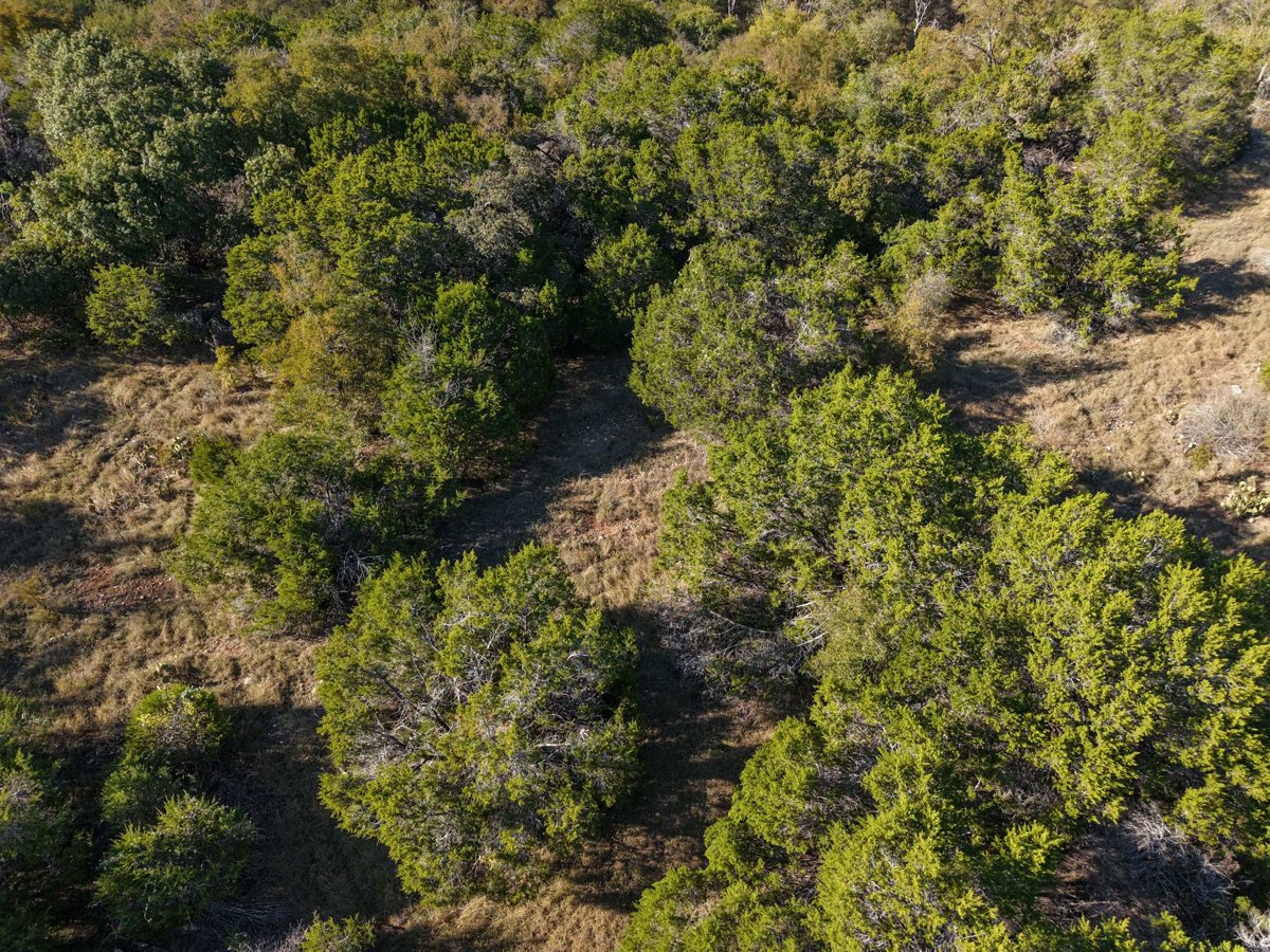 Wilmingham Springs Baptist Church Mustang at