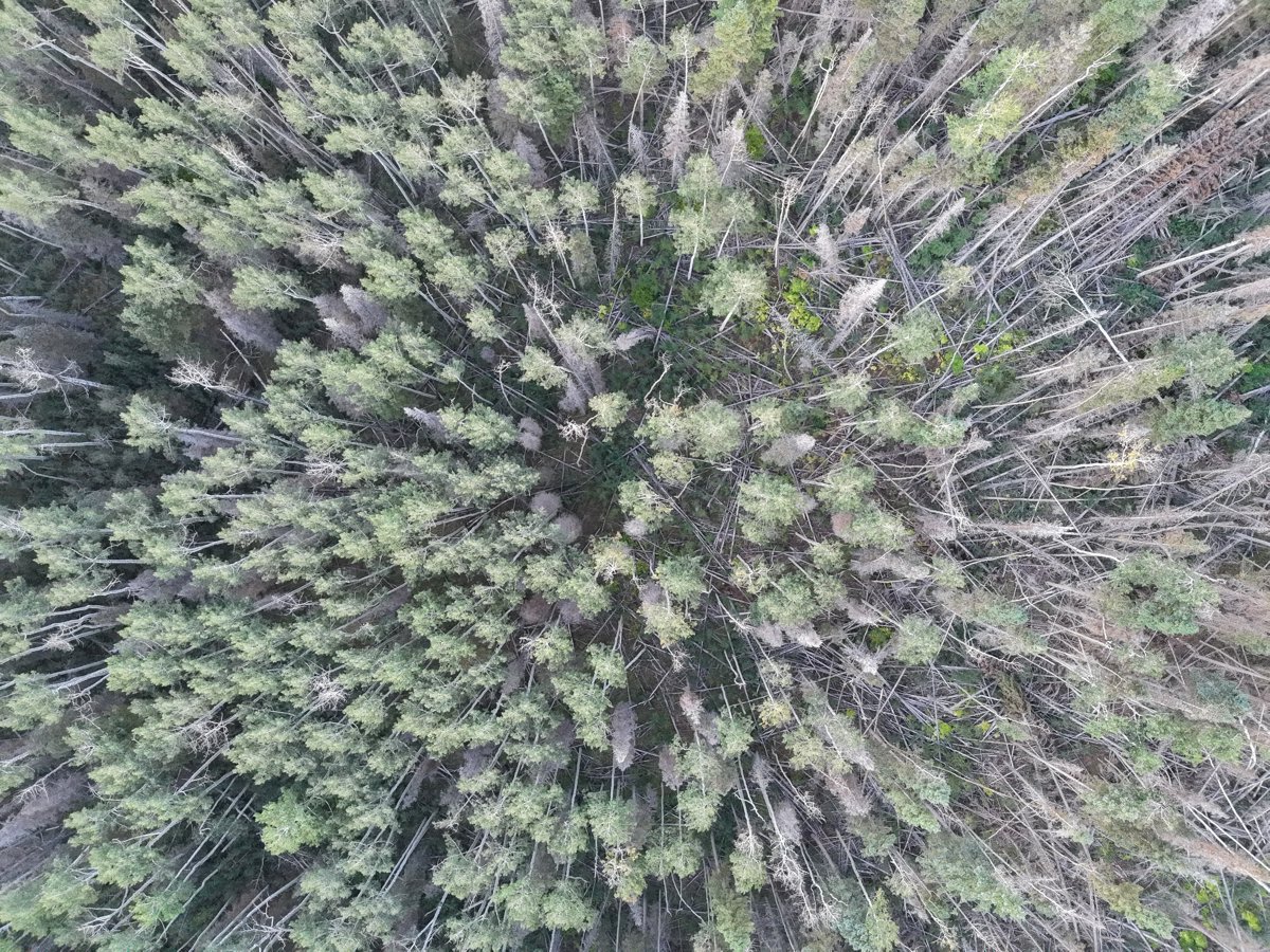 Taylor Ridge Ranch and RV Park Geyser Pass Yurt