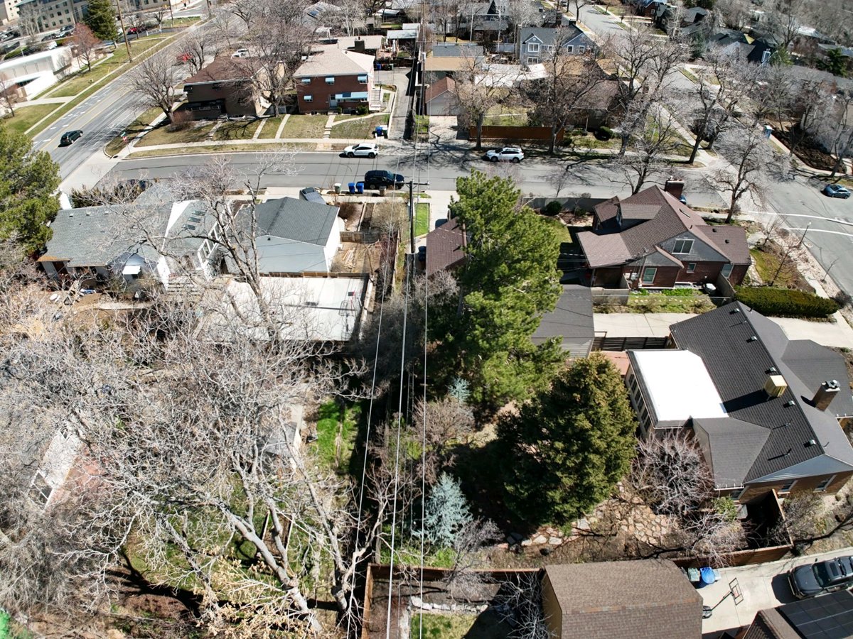 Tapis Tree LoopScreen