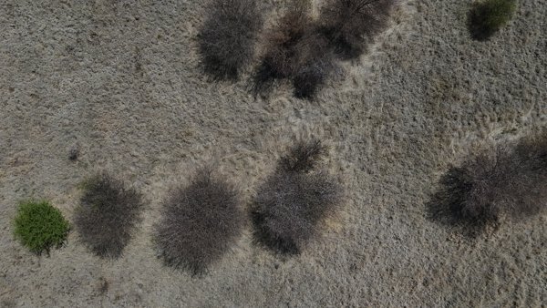 PTY LTD Daybreak Merinovlakte